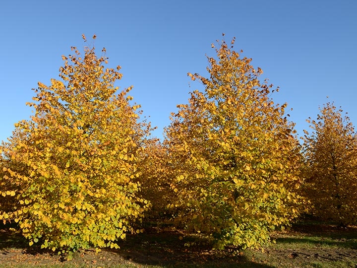 Baum & Bonheur-Pépinièriste-Les tilleuls (Tilia cordata Erecta, Tilia europaea Pallida)-0 - photo 2