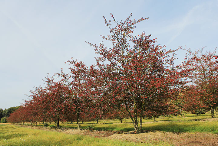 Baum & Bonheur-Pépinièriste-Les aubépines (Crataegus prunifolia)-0 - photo 2
