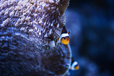 Océan d'intérieur-Aquariums-Colorful Aquarium