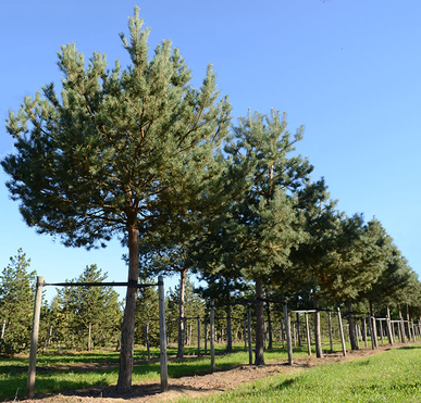 Baum & Bonheur-Pépinièriste-Les pins (Pinus sylvestris, Pinus nigra)